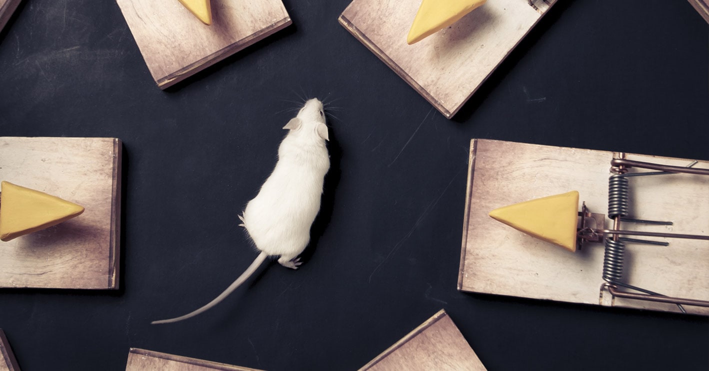 white mouse in the middle of mouse traps
