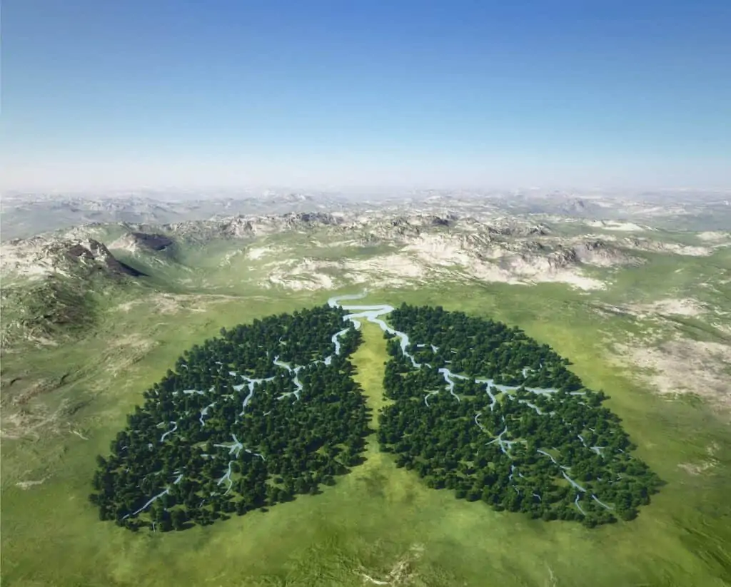 Photo of forest that looks like human lungs to signify the earth recovering from corona virus